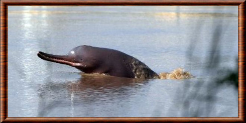 South Asian river dolphin