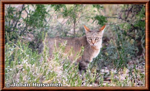 Southern African wildcat (Felis silvestris cafra)