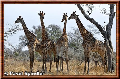 Southern giraffe (Giraffa giraffa)