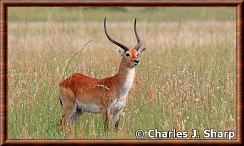 Southern lechwe