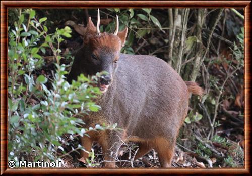 Southern pudu (Pudu puda)