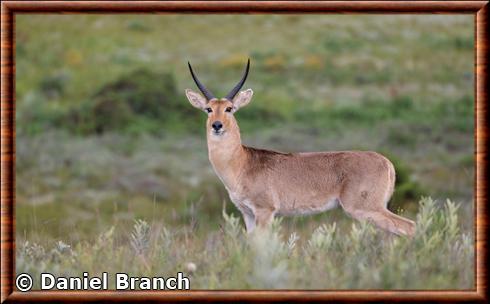 Southern reedbuck