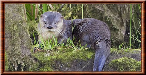 Southern river otter