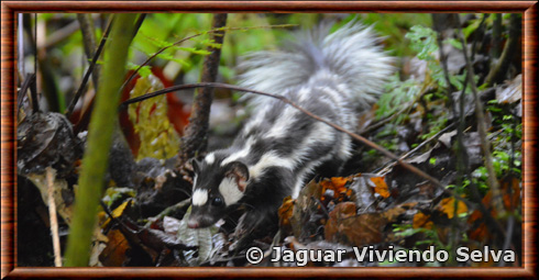 Southern spotted skunk