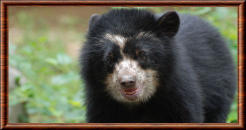 Spectacled bear