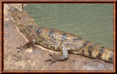 Spectacled caiman