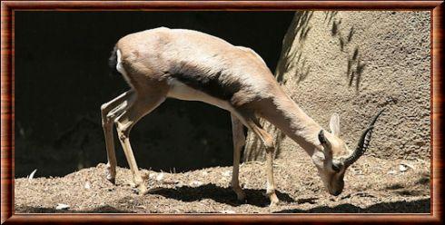 Speke's Gazelle