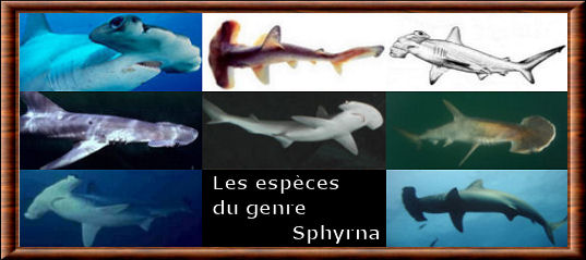 Sphyrna