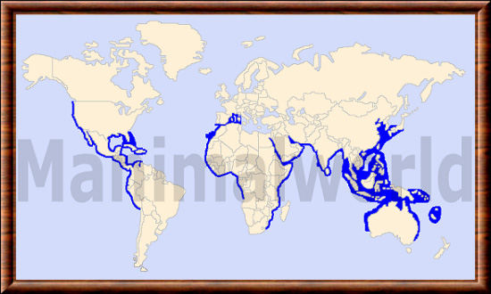 Sphyrna lewini 01