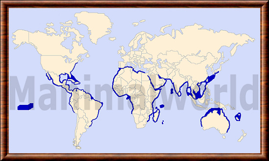 Sphyrna mokarran 01