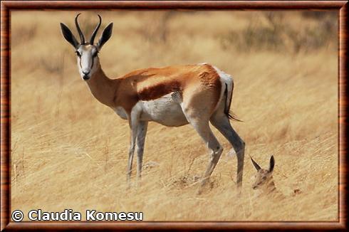 Springbok d'Angola (Antidorcas marsupialis angolensis)