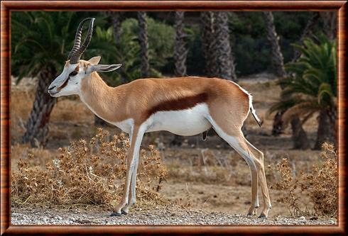 Springbok reserve africaine Sigean