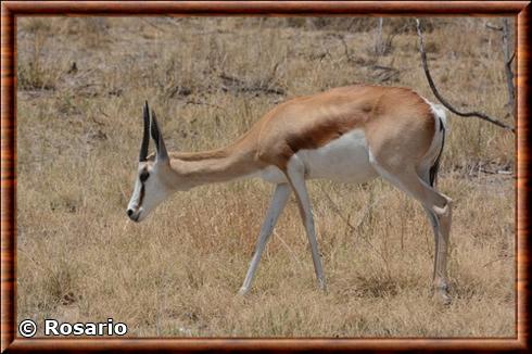 Springbok (Antidorcas marsupialis)