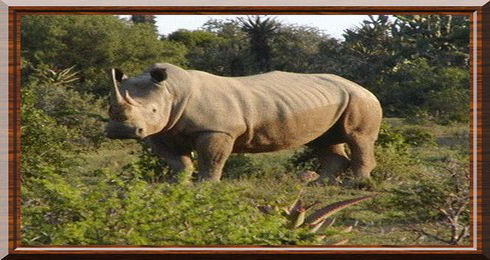 Square lipped rhinoceros