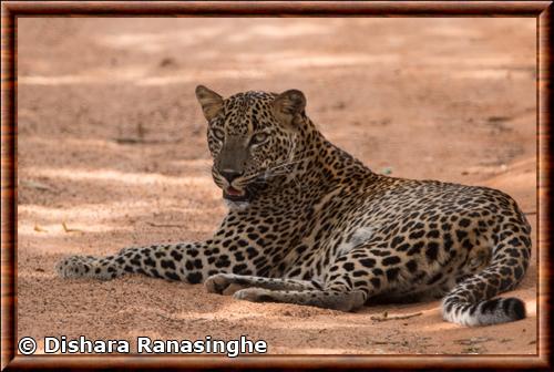 Sri lankan leopard (Panthera pardus kotiya)