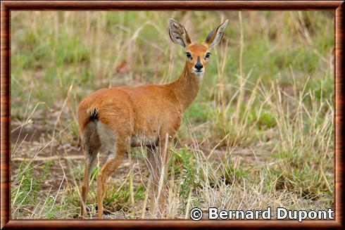 Steenbok femelle