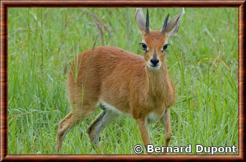 Steenbok male