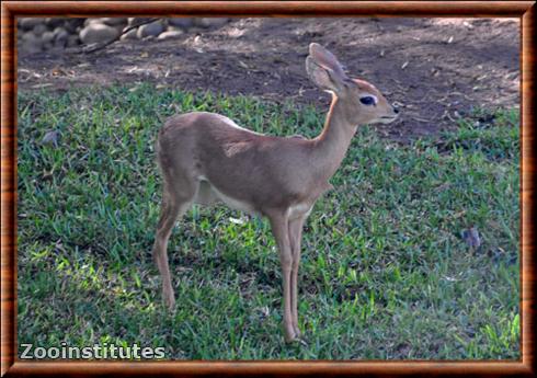 Steenbok au zoo de San Diego.jpg