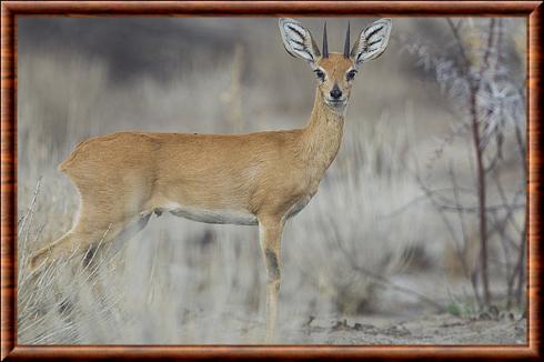 Steenbok (Raphicerus campestris)