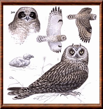 Hibou maître-bois - Asio stygius