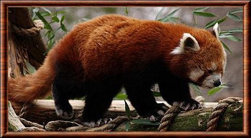 Styan red panda