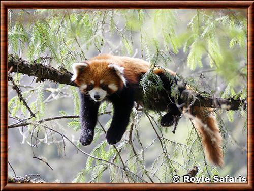 Styan red panda