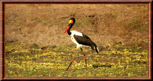 Jabiru d'Afrique