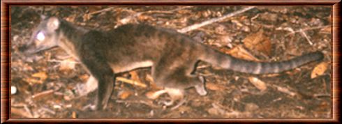 Sulawesi palm civet