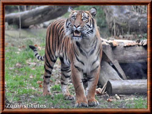 Sumatran tiger (Panthera tigris sumatrae)