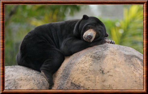 Sun bear