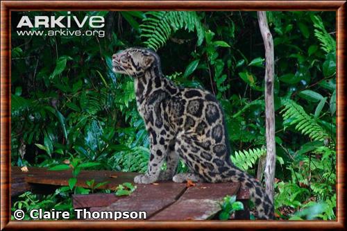 Sunda clouded leopard (Neofelis diardi)