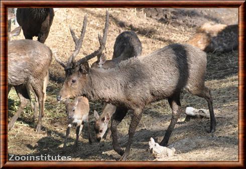 Sunda sambar (Rusa timorensis)