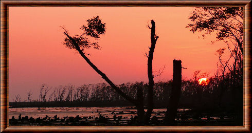 Sundarbans 02