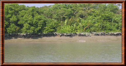 Sundarbans mangrove