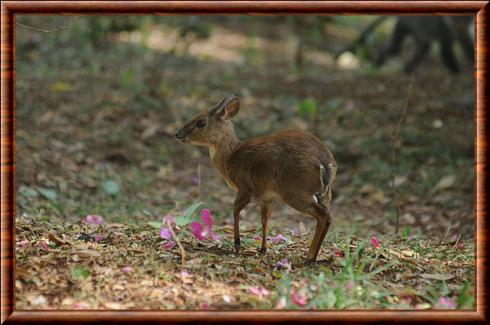 Suni de Zanzibar foret de Karura