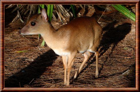 Suni de Zanzibar (Neotragus moschatus)