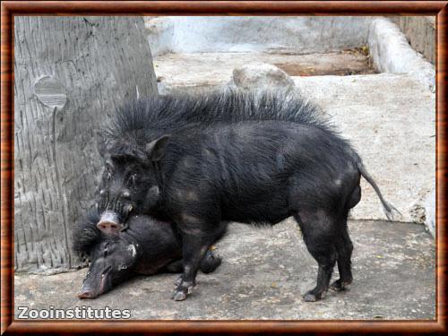Sus philippensis philippensis