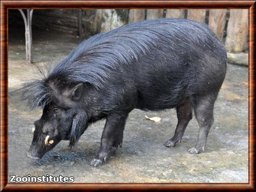 Sus philippensis