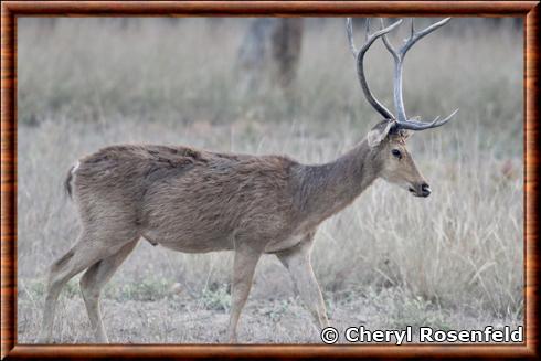 Swamp deer (Rucervus duvaucelii)