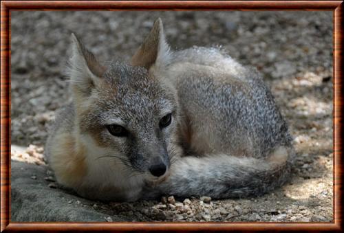 Swift fox