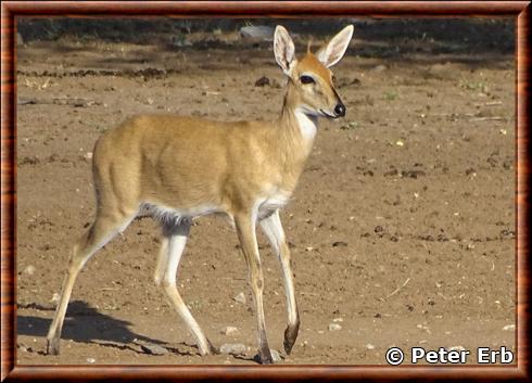 Cephalophe commun du desert-Sylvicapra grimmia steinhardti.jpg