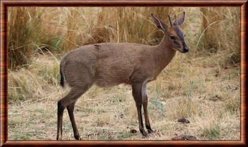 Sylvicapra grimmia