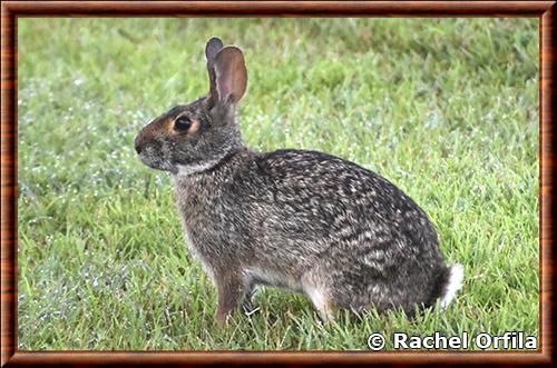 Sylvilagus aquaticus