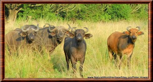 Buffle du Virunga (Syncerus caffer matthewsi)