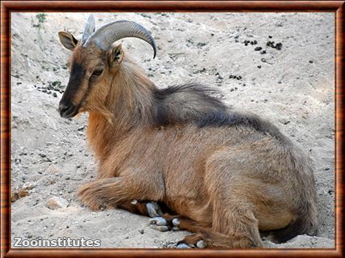 Tahr d'Arabie au zoo d'Al Ain, Émirats arabes unis Tahr d'Arabie Al Ain zoo