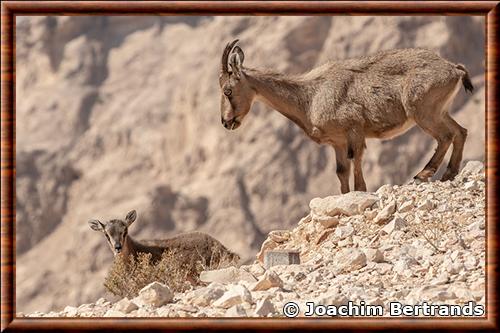 Tahr d'Arabie femelle et son petit Tahr d'Arabie femelle et juvenile