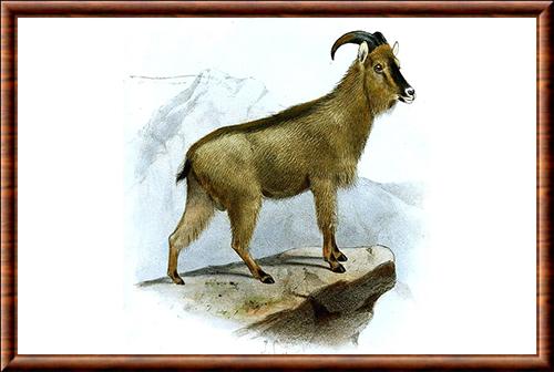 Illustration du tahr d'Arabie Tahr d'Arabie illustration