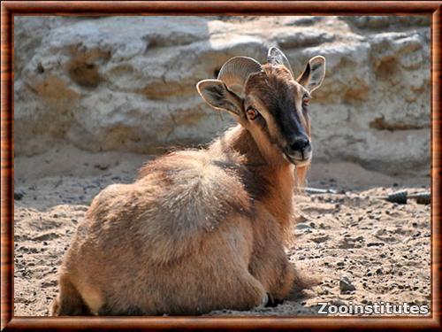 Portrait du tahr d'Arabie Tahr d'Arabie portrait