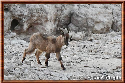 Tahr d’Arabie (Arabitragus jayakari) Tahr d’Arabie (Arabitragus jayakari)