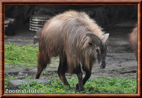 Tahr de l'Himalaya